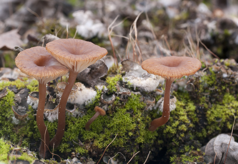 Omphalina pyxidata